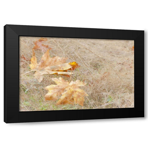 USA, Washington, Quinault Maple leaves in grass Black Modern Wood Framed Art Print with Double Matting by Paulson, Don