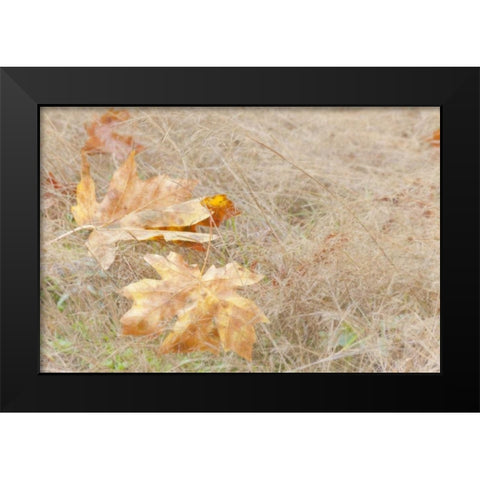 USA, Washington, Quinault Maple leaves in grass Black Modern Wood Framed Art Print by Paulson, Don