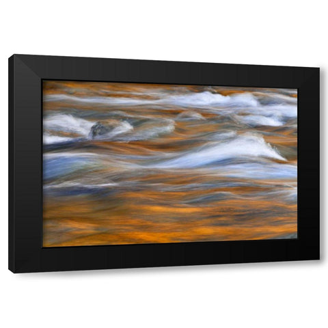WA, Quinault Autumn reflect in Quinault River Black Modern Wood Framed Art Print with Double Matting by Paulson, Don