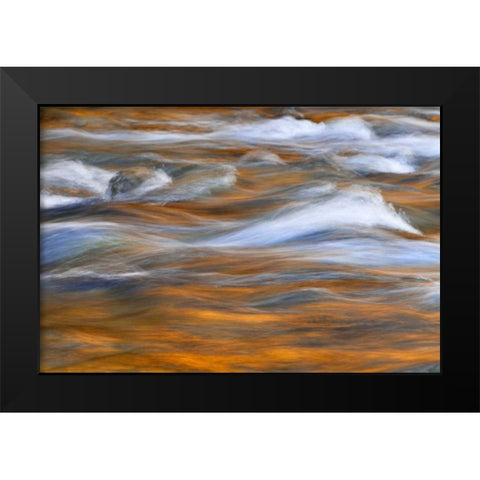 WA, Quinault Autumn reflect in Quinault River Black Modern Wood Framed Art Print by Paulson, Don