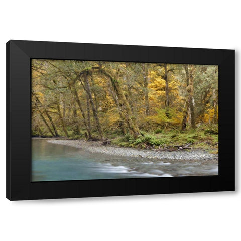 Washington Quinault River in the Olympic NP Black Modern Wood Framed Art Print with Double Matting by Paulson, Don