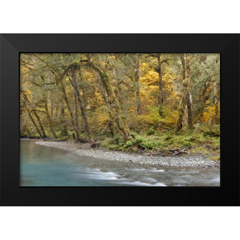 Washington Quinault River in the Olympic NP Black Modern Wood Framed Art Print by Paulson, Don