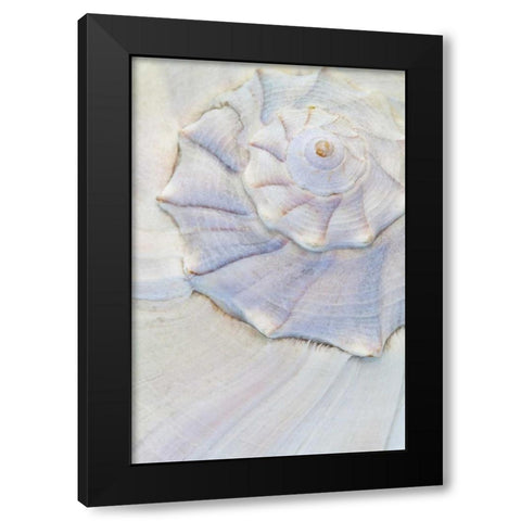 USA, Washington Close-up of pastel seashell Black Modern Wood Framed Art Print by Paulson, Don