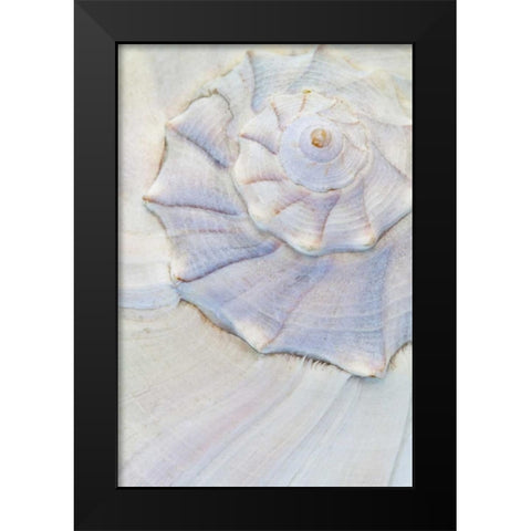 USA, Washington Close-up of pastel seashell Black Modern Wood Framed Art Print by Paulson, Don