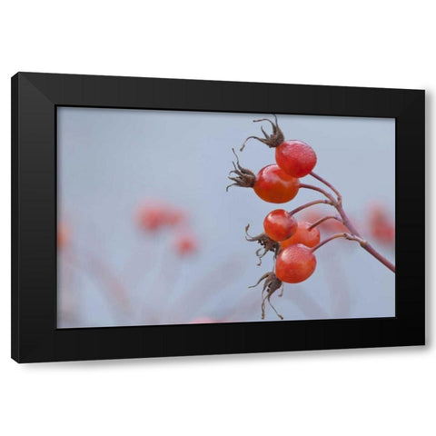Washington, Seabeck Wild rose hips in winter Black Modern Wood Framed Art Print with Double Matting by Paulson, Don