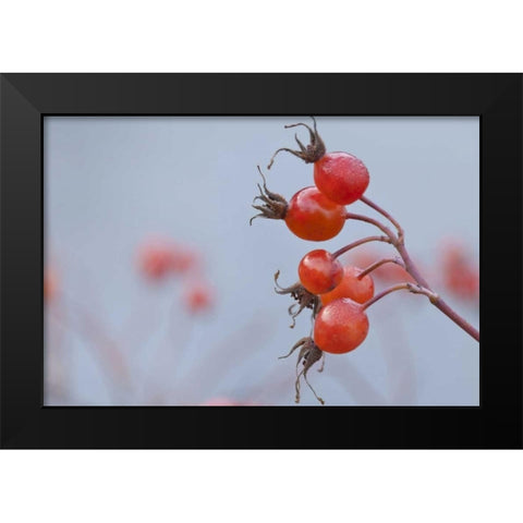 Washington, Seabeck Wild rose hips in winter Black Modern Wood Framed Art Print by Paulson, Don