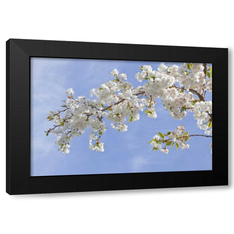 Washington, Seabeck Cherry blossoms Black Modern Wood Framed Art Print with Double Matting by Paulson, Don