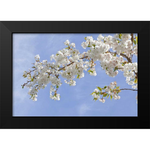 Washington, Seabeck Cherry blossoms Black Modern Wood Framed Art Print by Paulson, Don