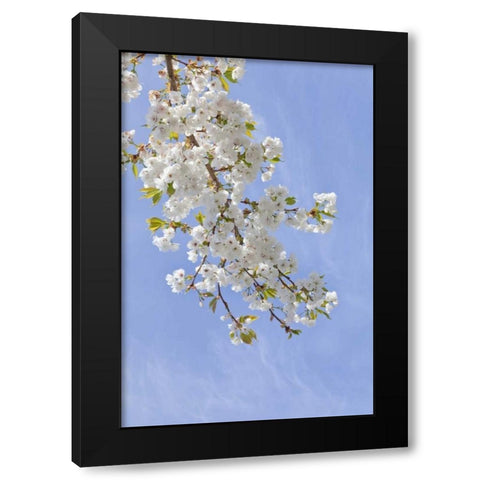 Washington, Seabeck Cherry blossoms Black Modern Wood Framed Art Print with Double Matting by Paulson, Don