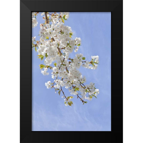 Washington, Seabeck Cherry blossoms Black Modern Wood Framed Art Print by Paulson, Don
