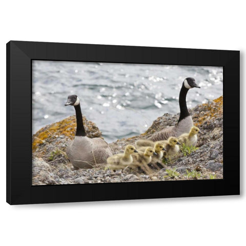 WA, San Juans Canada geese with goslings Black Modern Wood Framed Art Print with Double Matting by Paulson, Don