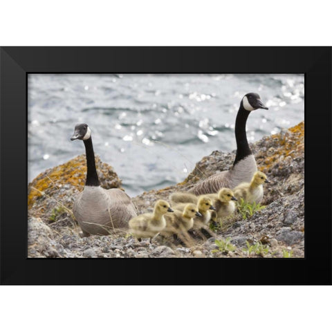 WA, San Juans Canada geese with goslings Black Modern Wood Framed Art Print by Paulson, Don