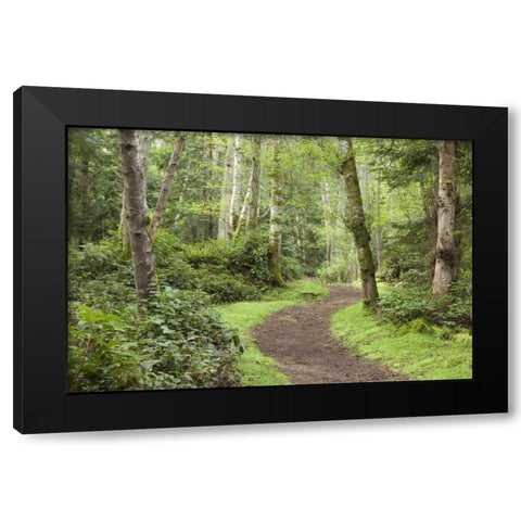 WA, San Juans, Stuart Island Trail through woods Black Modern Wood Framed Art Print with Double Matting by Paulson, Don