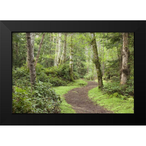 WA, San Juans, Stuart Island Trail through woods Black Modern Wood Framed Art Print by Paulson, Don
