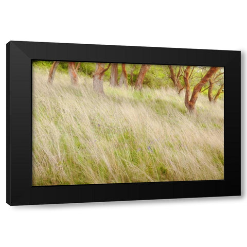 Washington, San Juans Grasses and madrone trees Black Modern Wood Framed Art Print with Double Matting by Paulson, Don