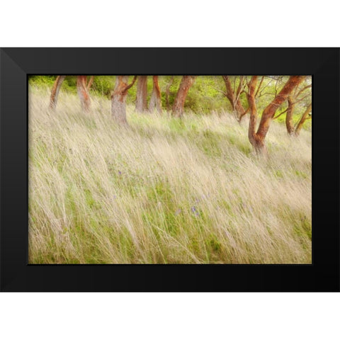 Washington, San Juans Grasses and madrone trees Black Modern Wood Framed Art Print by Paulson, Don