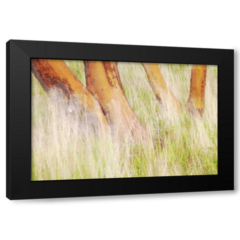 Washington, San Juans Grasses and madrone trees Black Modern Wood Framed Art Print with Double Matting by Paulson, Don