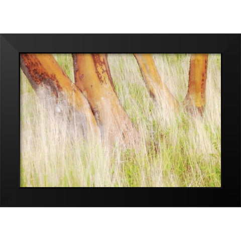 Washington, San Juans Grasses and madrone trees Black Modern Wood Framed Art Print by Paulson, Don