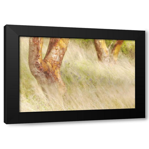 Washington, San Juans Grasses and madrone trees Black Modern Wood Framed Art Print with Double Matting by Paulson, Don