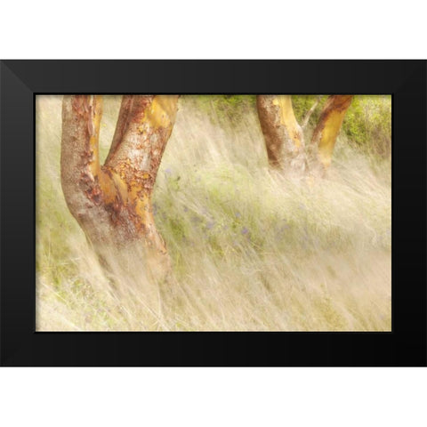 Washington, San Juans Grasses and madrone trees Black Modern Wood Framed Art Print by Paulson, Don