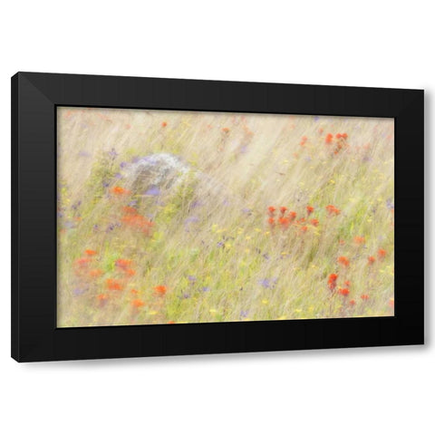 WA, San Juans Field of flowers and grasses Black Modern Wood Framed Art Print with Double Matting by Paulson, Don