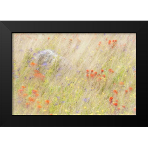 WA, San Juans Field of flowers and grasses Black Modern Wood Framed Art Print by Paulson, Don