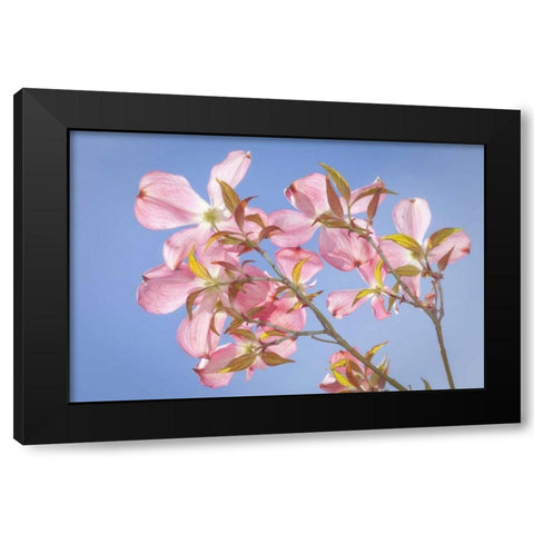 WA, Seabeck Pink dogwood blossoms against sky Black Modern Wood Framed Art Print with Double Matting by Paulson, Don