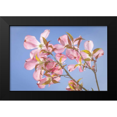 WA, Seabeck Pink dogwood blossoms against sky Black Modern Wood Framed Art Print by Paulson, Don