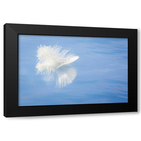 WA, Seabeck White feather reflects on water Black Modern Wood Framed Art Print with Double Matting by Paulson, Don