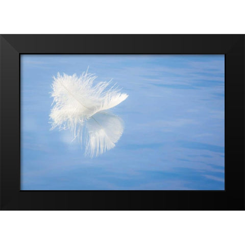 WA, Seabeck White feather reflects on water Black Modern Wood Framed Art Print by Paulson, Don