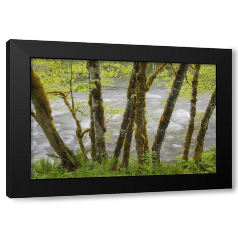 WA, Cascade Mts Beckler River through Maples Black Modern Wood Framed Art Print with Double Matting by Paulson, Don