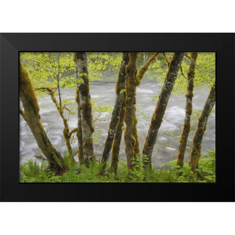 WA, Cascade Mts Beckler River through Maples Black Modern Wood Framed Art Print by Paulson, Don