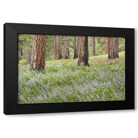 Washington, Leavenworth Forest and lupines Black Modern Wood Framed Art Print by Paulson, Don