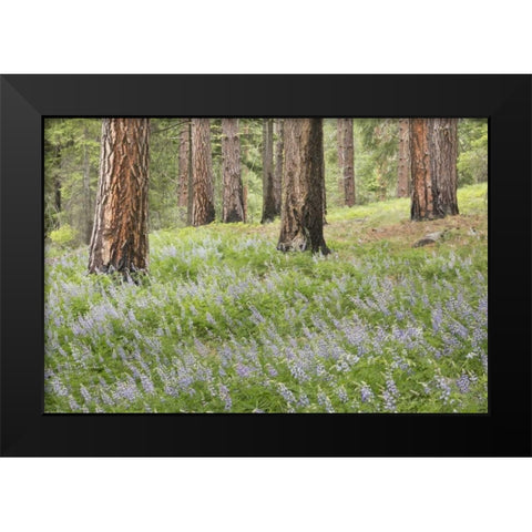 Washington, Leavenworth Forest and lupines Black Modern Wood Framed Art Print by Paulson, Don