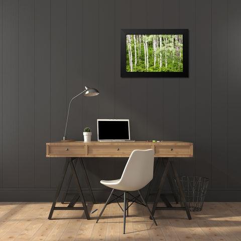 WA, Leavenworth Stand of aspen trees in forest Black Modern Wood Framed Art Print by Paulson, Don