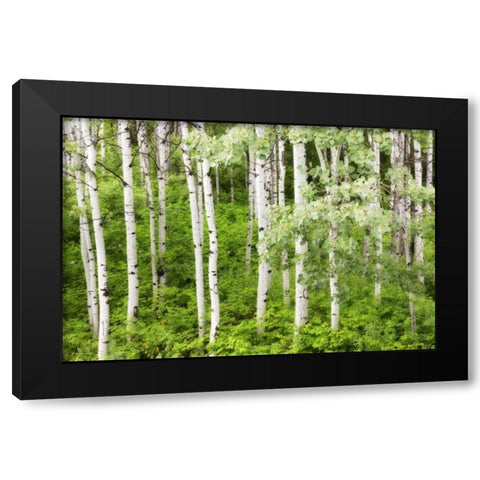 WA, Leavenworth Stand of aspen trees in forest Black Modern Wood Framed Art Print by Paulson, Don