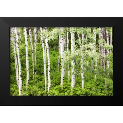 WA, Leavenworth Stand of aspen trees in forest Black Modern Wood Framed Art Print by Paulson, Don