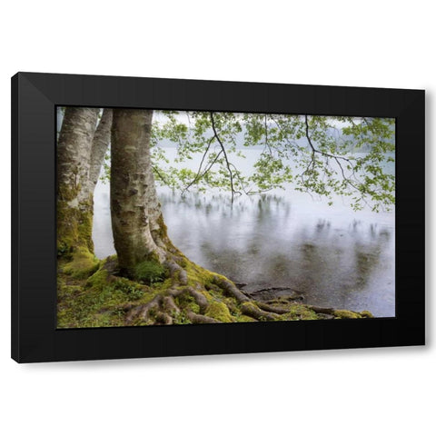 WA, Olympic NP Alders overhanging Lake Crescent Black Modern Wood Framed Art Print with Double Matting by Paulson, Don