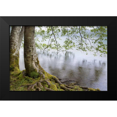 WA, Olympic NP Alders overhanging Lake Crescent Black Modern Wood Framed Art Print by Paulson, Don