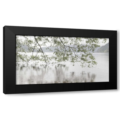 WA, Olympic NP Alders overhanging Lake Crescent Black Modern Wood Framed Art Print with Double Matting by Paulson, Don