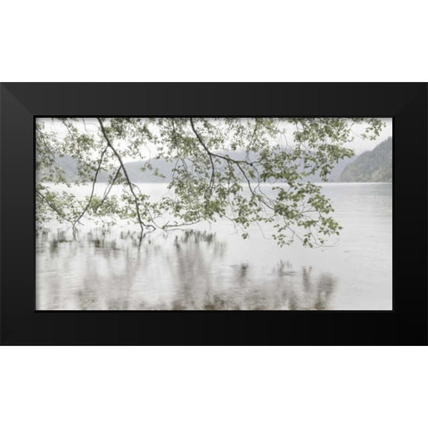 WA, Olympic NP Alders overhanging Lake Crescent Black Modern Wood Framed Art Print by Paulson, Don