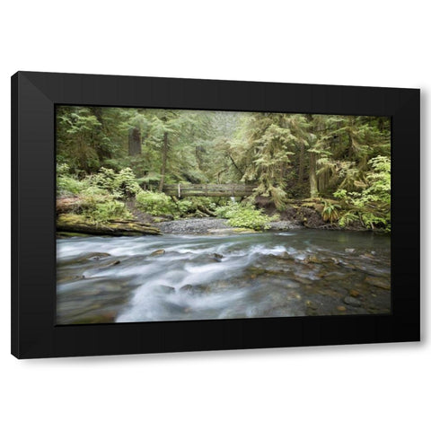 WA, Olympic NP Barnes Creek flows through forest Black Modern Wood Framed Art Print with Double Matting by Paulson, Don