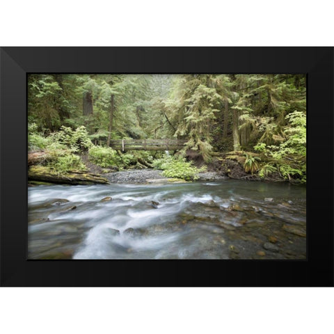 WA, Olympic NP Barnes Creek flows through forest Black Modern Wood Framed Art Print by Paulson, Don