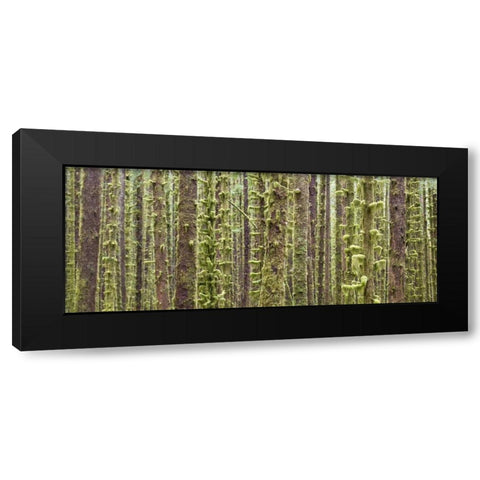 WA, Olympic NP Trees in Hoh River Rainforest Black Modern Wood Framed Art Print with Double Matting by Paulson, Don