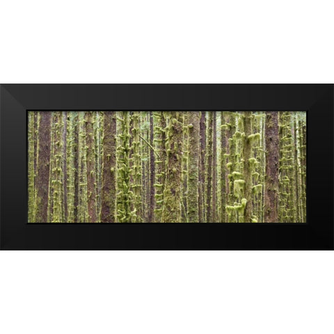 WA, Olympic NP Trees in Hoh River Rainforest Black Modern Wood Framed Art Print by Paulson, Don
