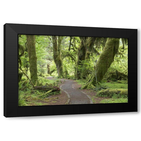 WA, Olympic NP Hall of Mosses Trail Black Modern Wood Framed Art Print with Double Matting by Paulson, Don