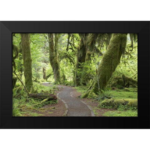 WA, Olympic NP Hall of Mosses Trail Black Modern Wood Framed Art Print by Paulson, Don