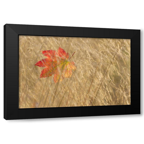 WA, Seabeck Vine maple leaf caught in fall grass Black Modern Wood Framed Art Print with Double Matting by Paulson, Don