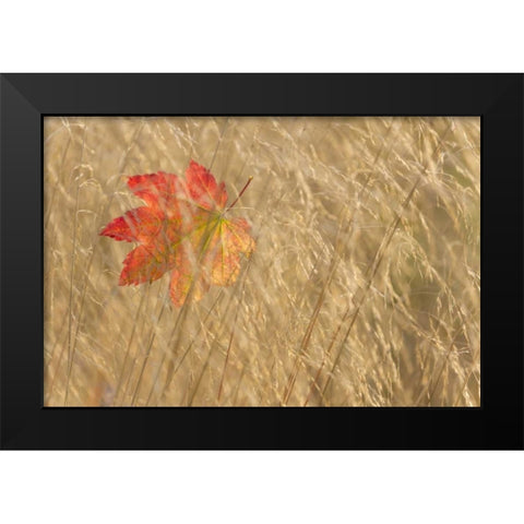 WA, Seabeck Vine maple leaf caught in fall grass Black Modern Wood Framed Art Print by Paulson, Don