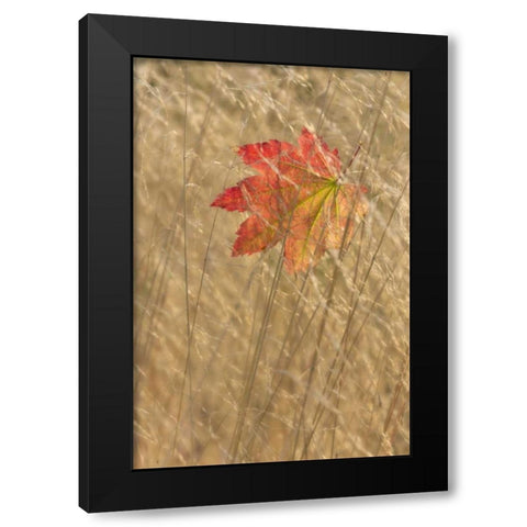 WA, Seabeck Vine maple leaf caught in fall grass Black Modern Wood Framed Art Print by Paulson, Don